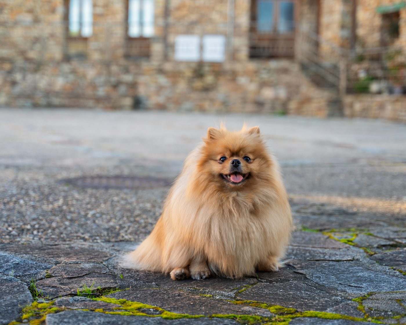 Maze the Pomeranian sitting happily in a stone courtyard