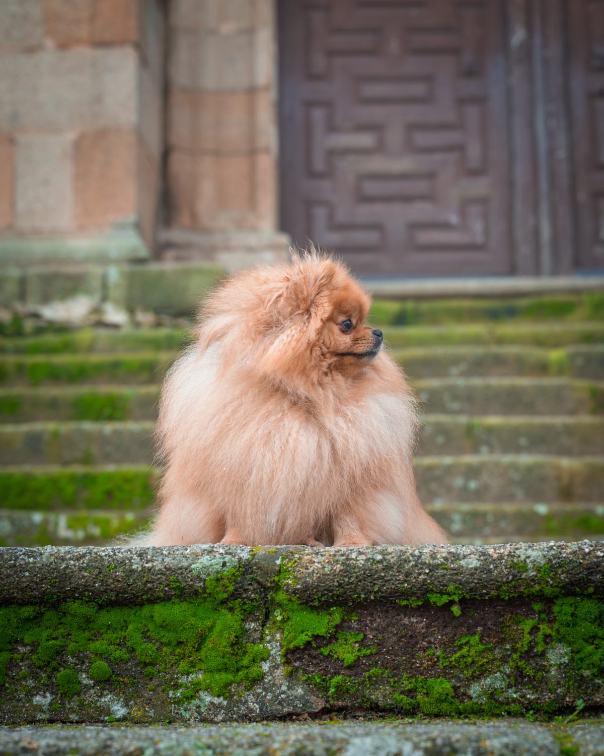 Maze resting calmly on mossy stone steps