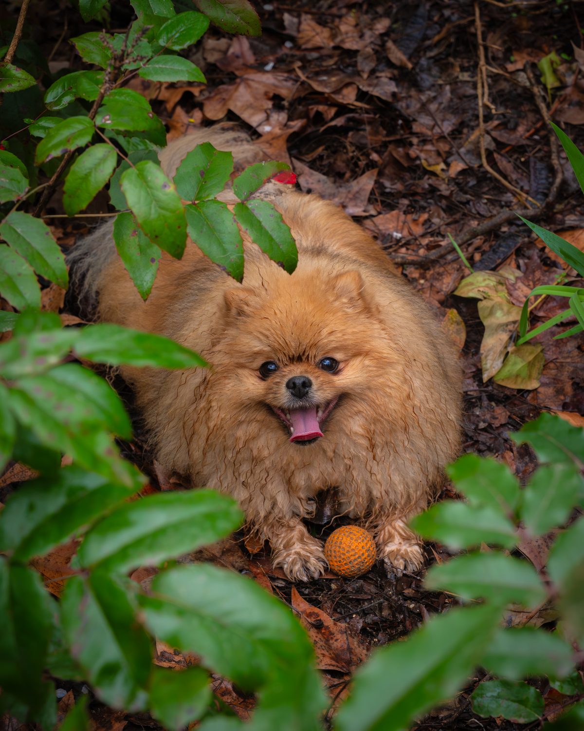 Maze playing with her ball among autumn leaves