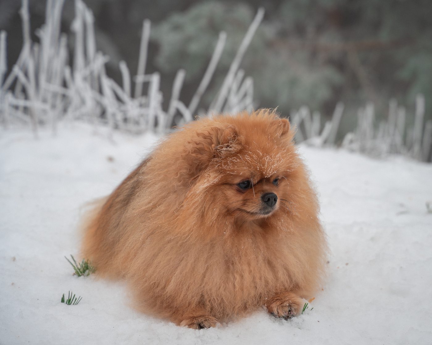 Maze sitting in fresh snow