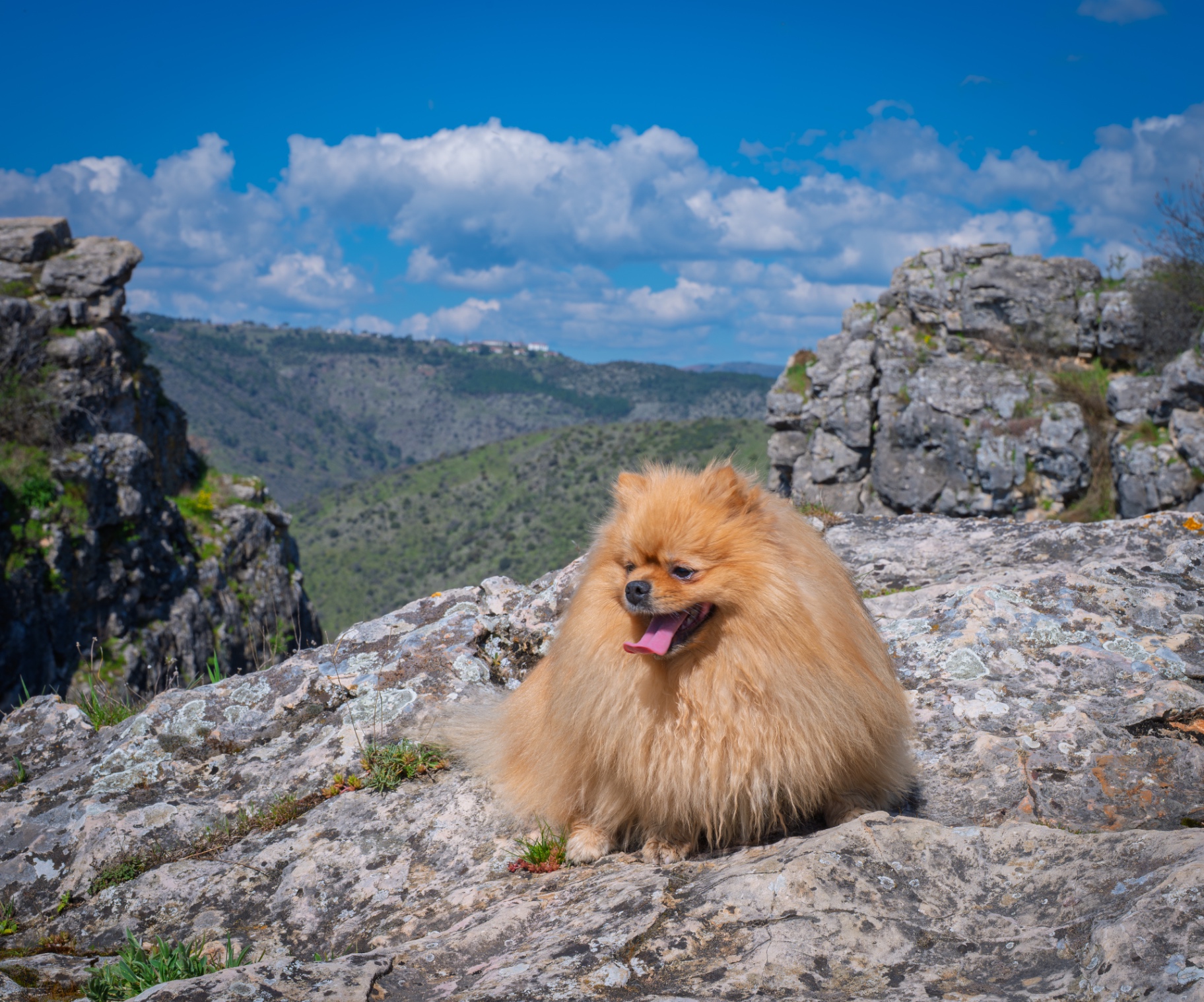Maze the Pomeranian sitting calmly on a mountain ridge