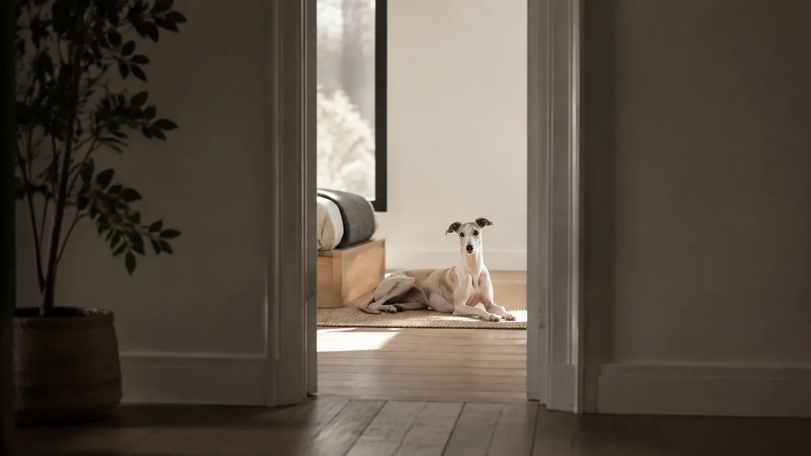 A dog resting calmly on a rug, seen through an open doorway from an adjoining empty room