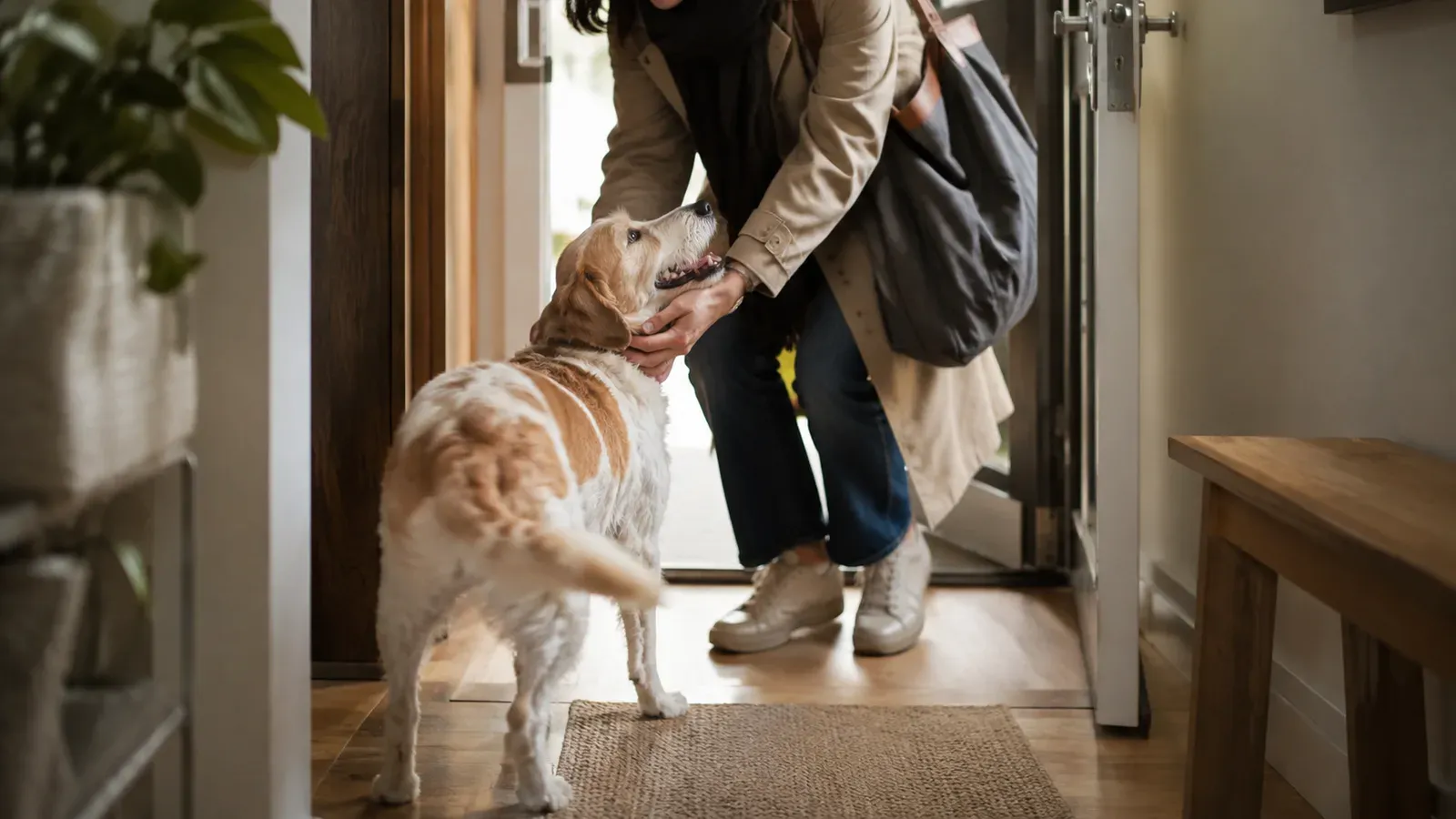 A person stepping through a front door and crouching to greet a medium-sized dog in a hallway